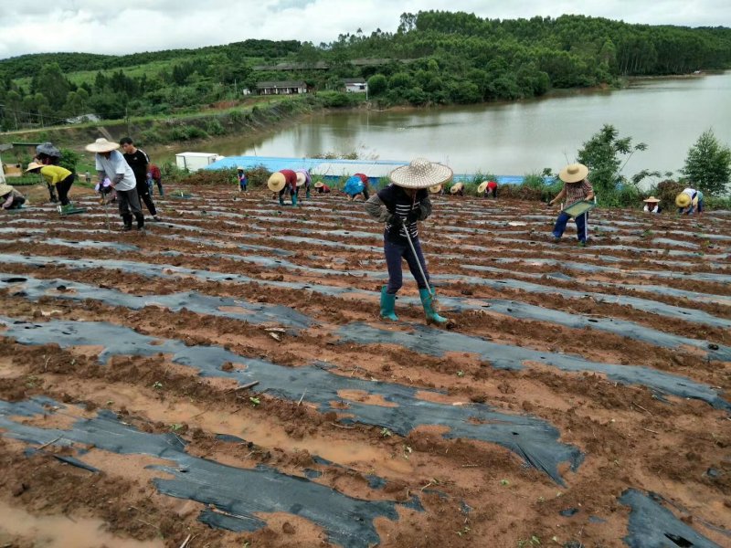 牛大力种苗野生种子培育小叶苗培育基地，品种纯正