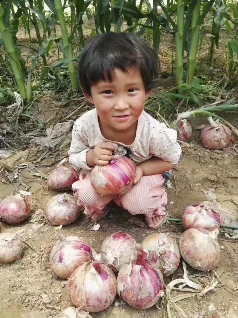 【优质】高端钻石红洋葱种子品质好抗性高早熟产量高亩产上万