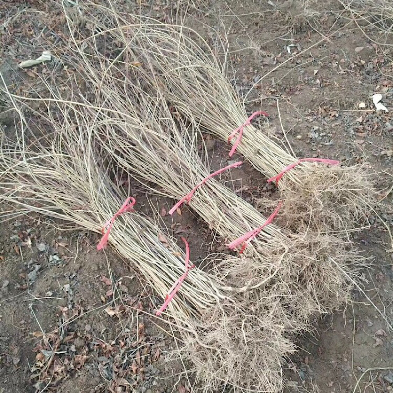 连翘苗1年小苗20~30cm药用连翘树苗