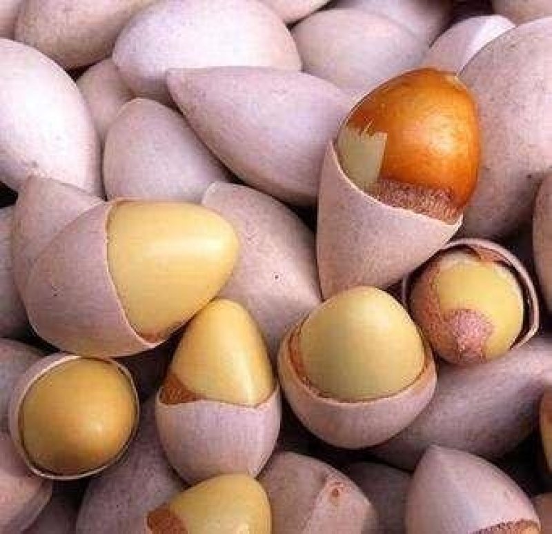 自产自销白果