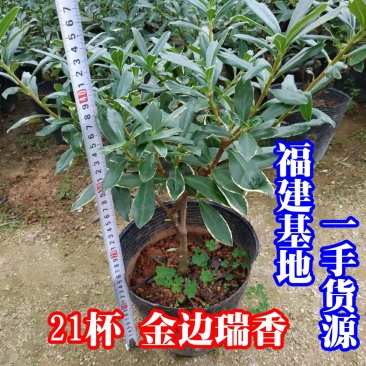 21杯金边瑞香种植户直销一手货源品种纯正视频看货精品好苗