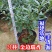 21杯金边瑞香种植户直销一手货源品种纯正视频看货精品好苗