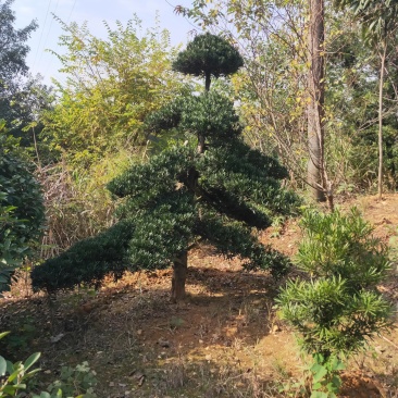 造型罗汉松树矮桩盆景罗汉松别墅庭院名贵苗木包邮