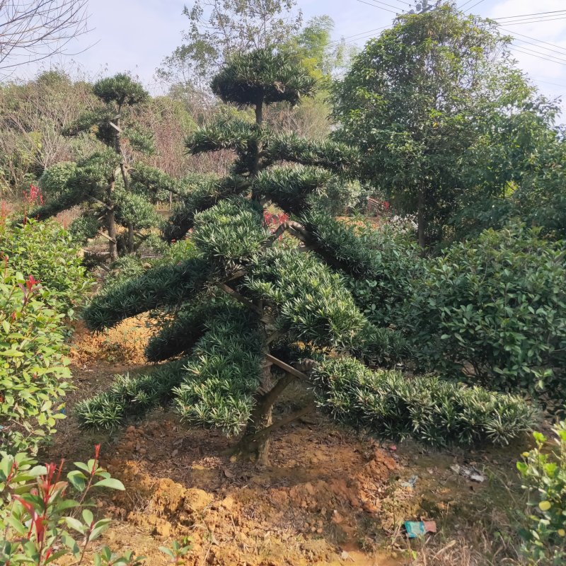 造型罗汉松树矮桩盆景罗汉松别墅庭院名贵苗木包邮