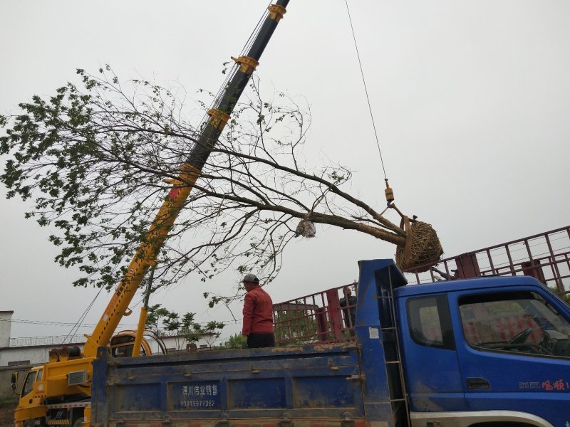 丛生乌桕树苗木，丛生乌桕树基地，河南省潢川县宏昌苗圃直销