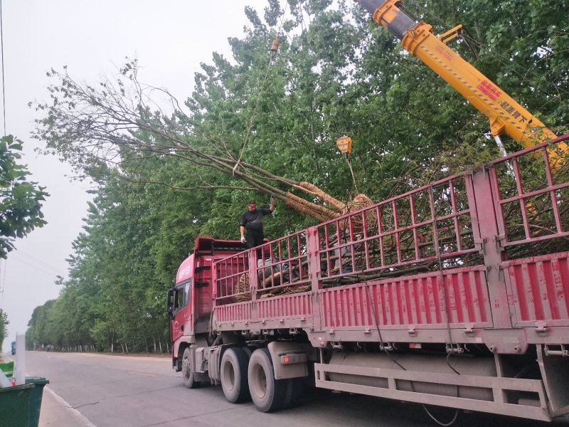 丛生乌桕树苗木，丛生乌桕树基地，河南省潢川县宏昌苗圃直销