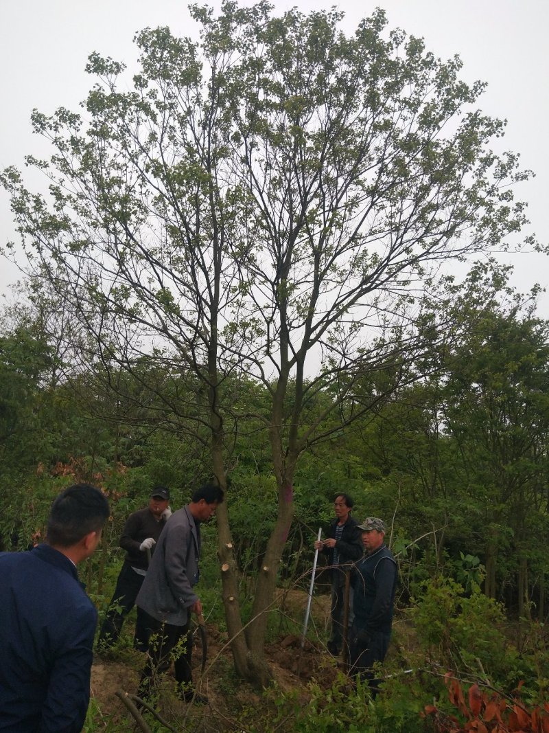 丛生乌桕树苗木，丛生乌桕树基地，河南省潢川县宏昌苗圃直销