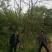 丛生乌桕树苗木，丛生乌桕树基地，河南省潢川县宏昌苗圃直销