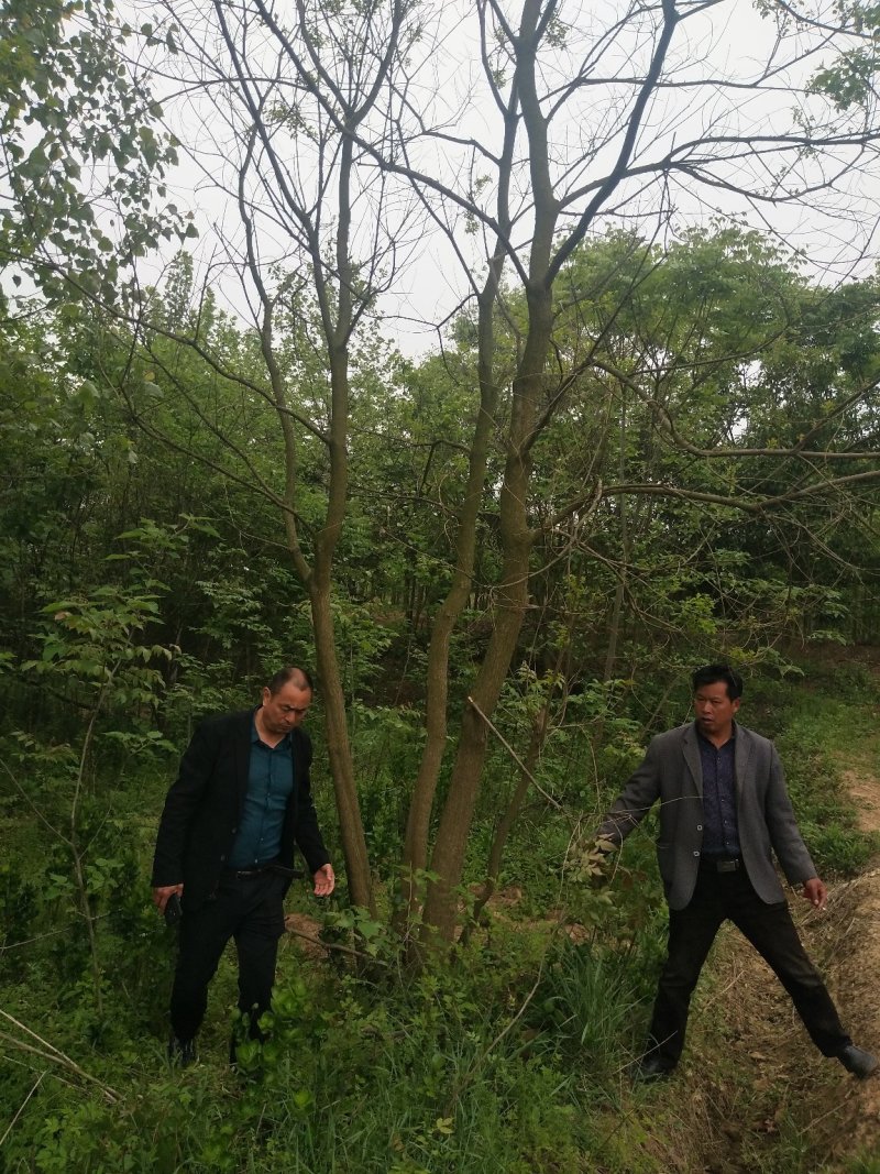 丛生乌桕树苗木，丛生乌桕树基地，河南省潢川县宏昌苗圃直销