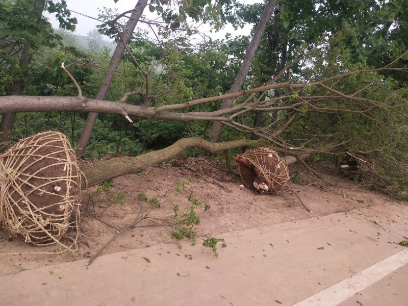 丛生乌桕树苗木，丛生乌桕树基地，河南省潢川县宏昌苗圃直销