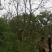 丛生乌桕树苗木，丛生乌桕树基地，河南省潢川县宏昌苗圃直销