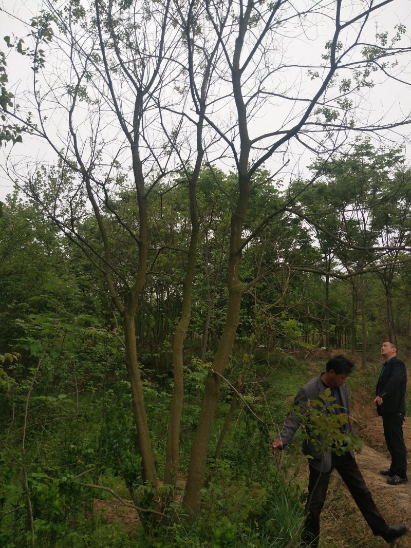 丛生乌桕树苗木，丛生乌桕树基地，河南省潢川县宏昌苗圃直销