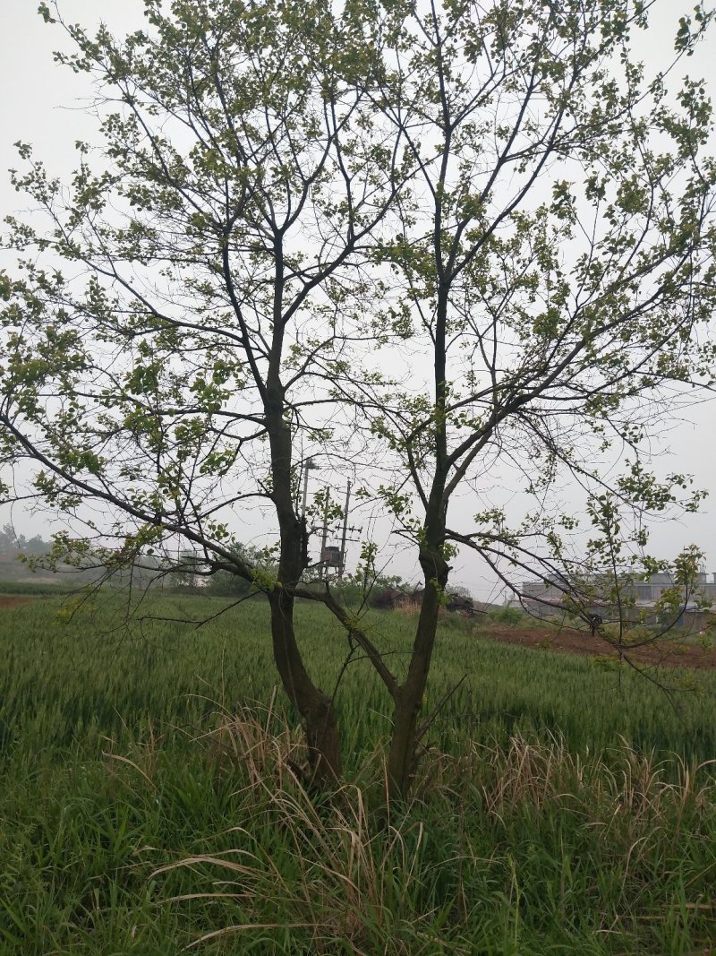 丛生乌桕树苗木，丛生乌桕树基地，河南省潢川县宏昌苗圃直销
