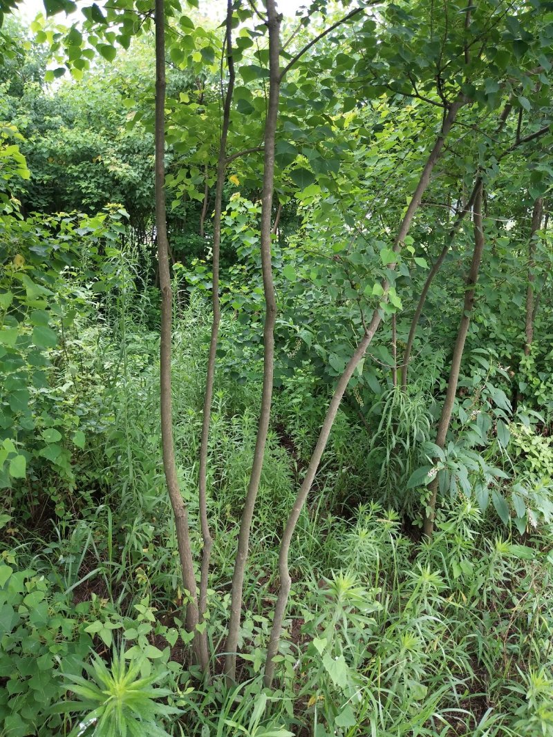 丛生乌桕树苗木，丛生乌桕树基地，河南省潢川县宏昌苗圃直销