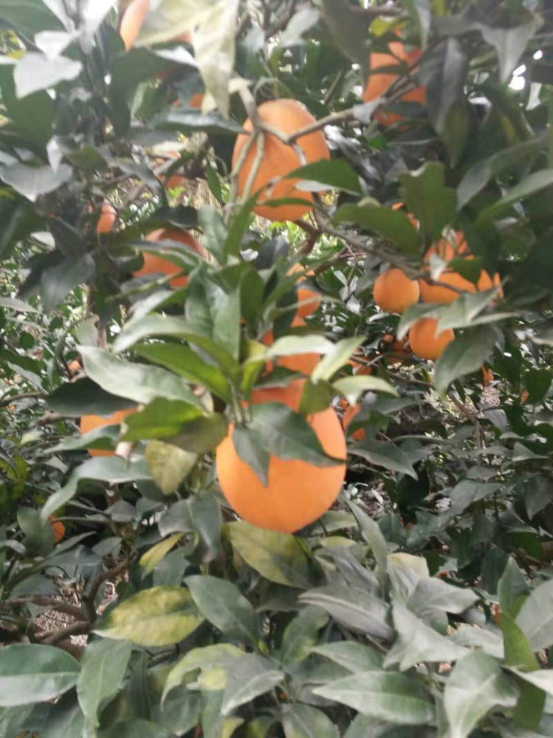 秭归脐橙现摘现发纽荷尔