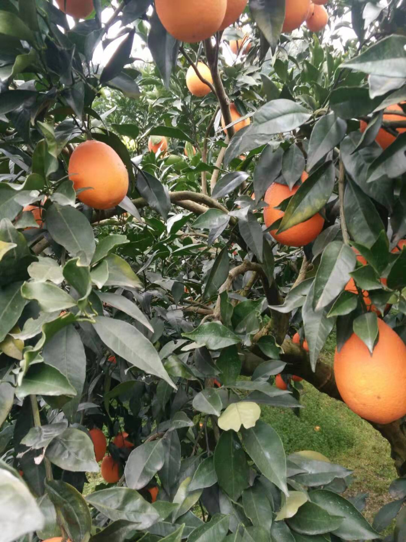 秭归脐橙现摘现发纽荷尔