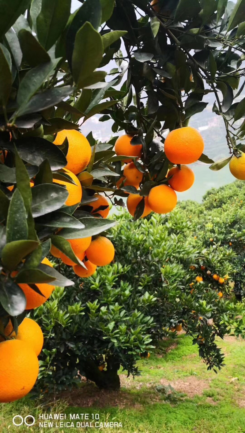 秭归脐橙现摘现发纽荷尔