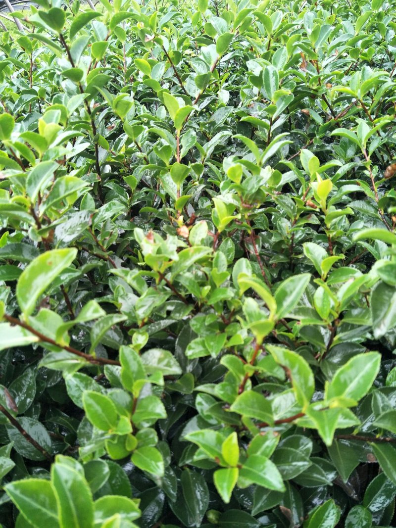 郴州精品茶梅批发农户直发运费自理