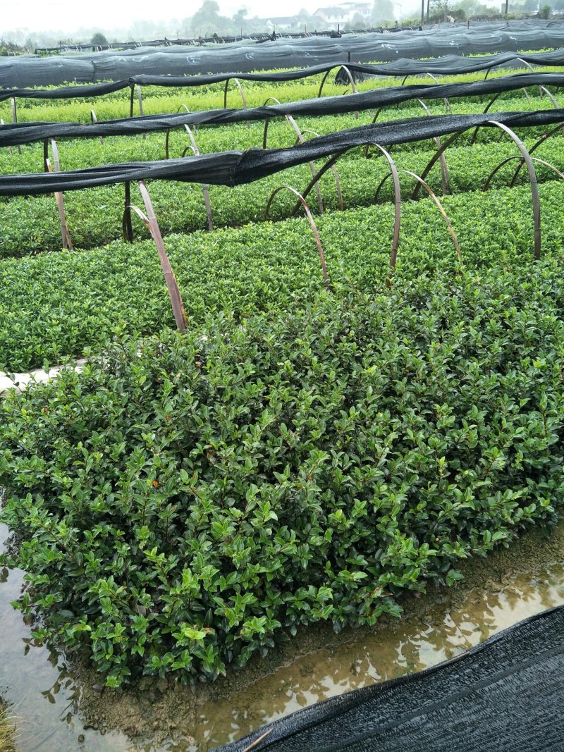 郴州精品茶梅批发农户直发运费自理