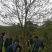 丛生乌桕树，河南省潢川县宏昌苗圃直销丛生乌桕树，树形优美