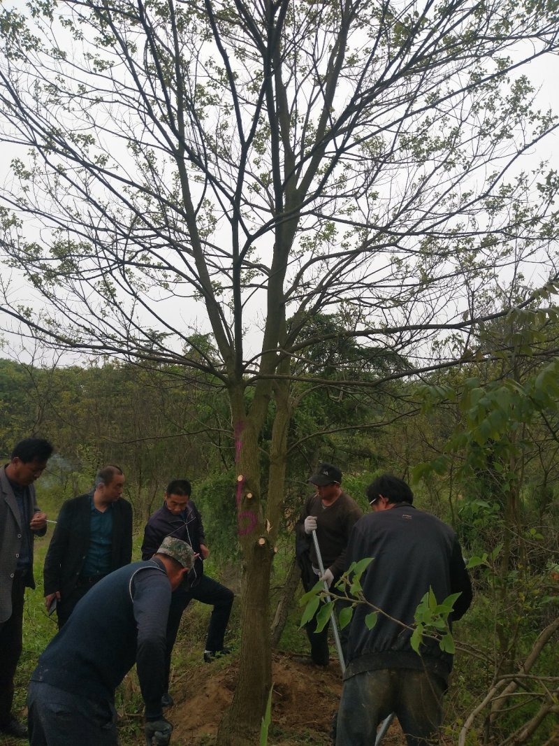 丛生乌桕树，河南省潢川县宏昌苗圃直销丛生乌桕树，树形优美