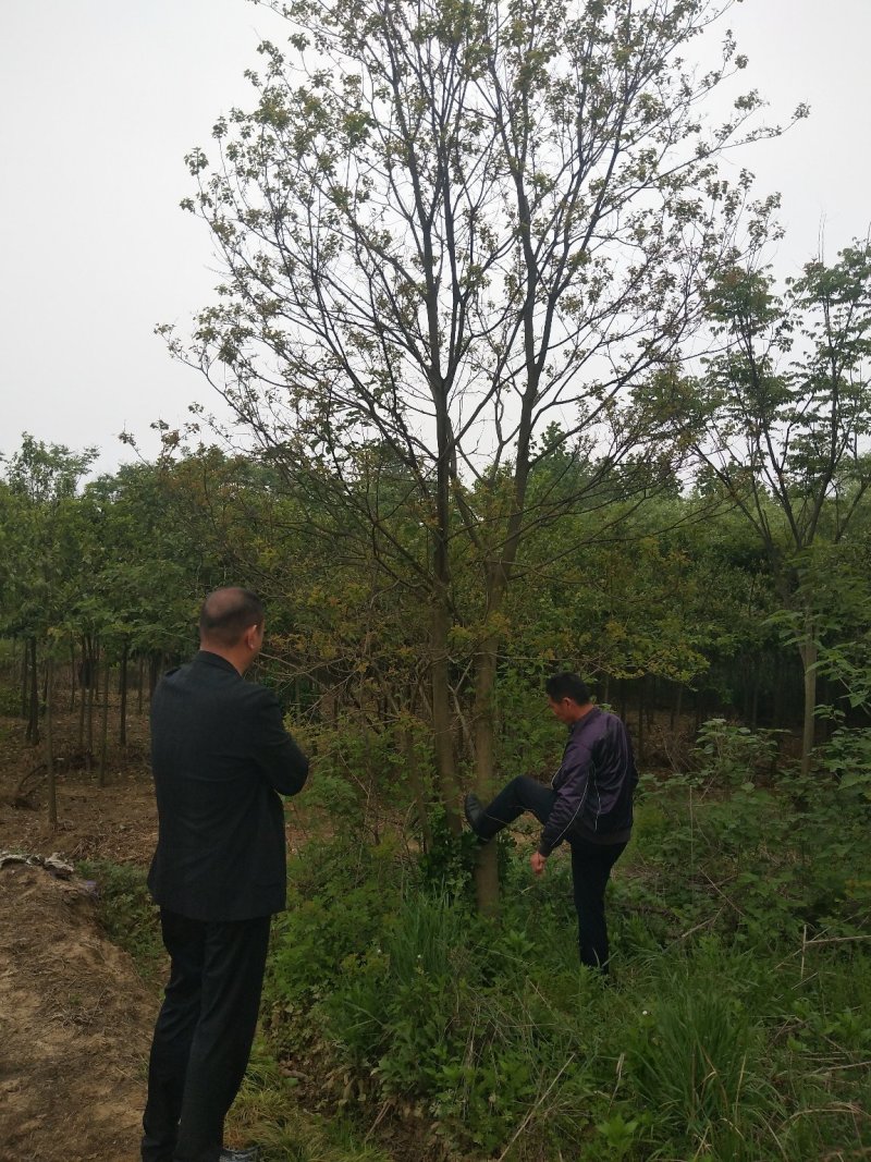 丛生乌桕树，河南省潢川县宏昌苗圃直销丛生乌桕树，树形优美