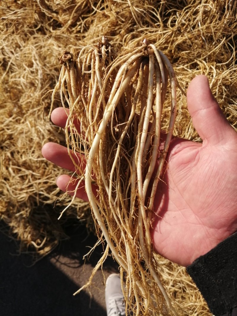 龙胆草北龙胆草成品干货保含量基地直发常年出售药材