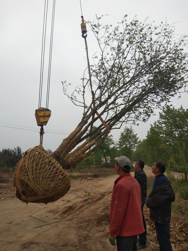 丛生乌桕，独杆乌桕，精品乌桕苗现货上市直销