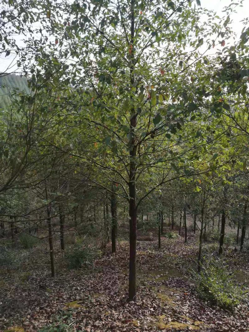 各种规格香樟树苗，主营6-20公分香樟树苗