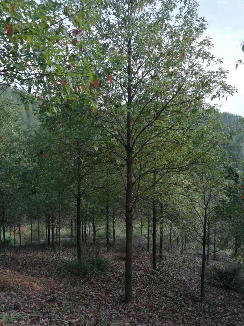 各种规格香樟树苗，主营6-20公分香樟树苗