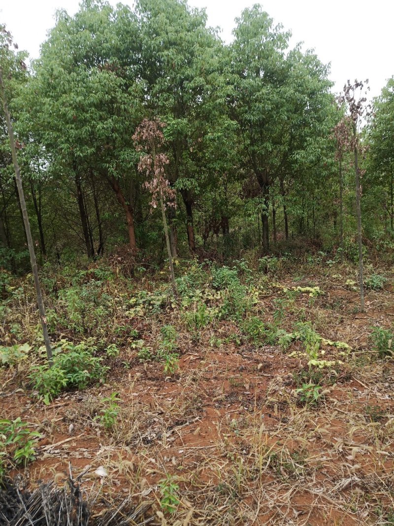 各种规格香樟树苗，主营6-20公分香樟树苗