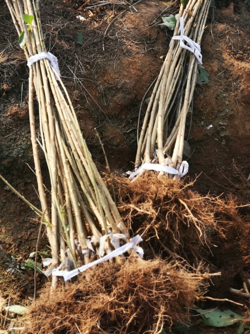 太平洋红弗里斯科雷尼布鲁克斯斯凯拉雷科迪亚