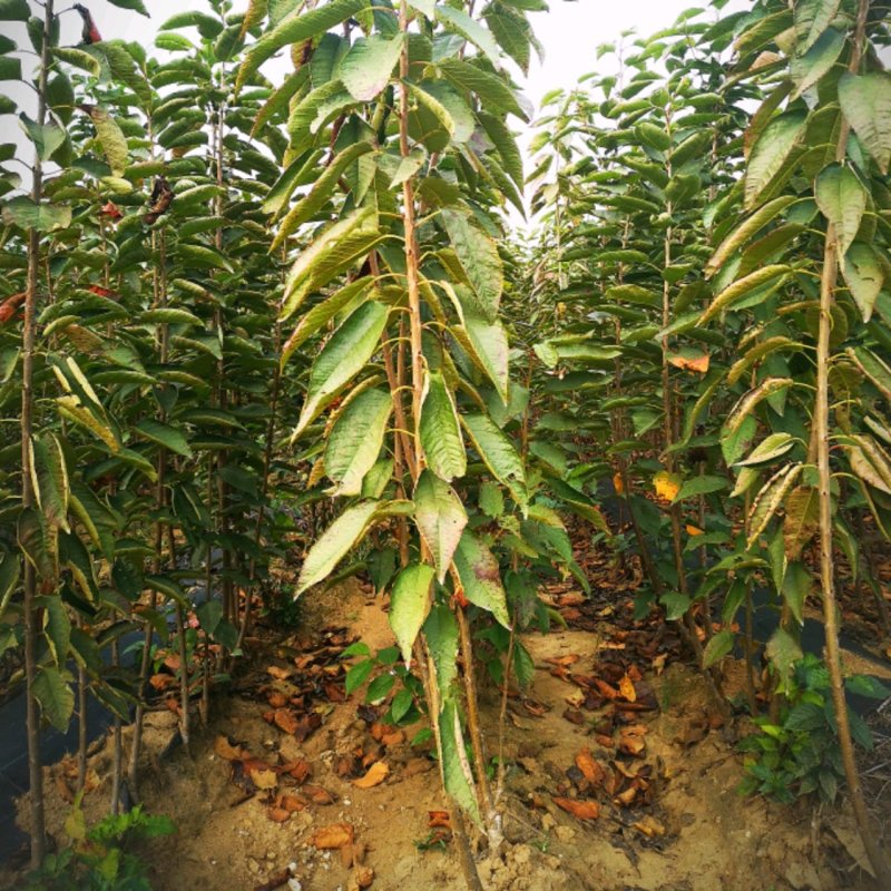 太平洋红弗里斯科雷尼布鲁克斯斯凯拉雷科迪亚