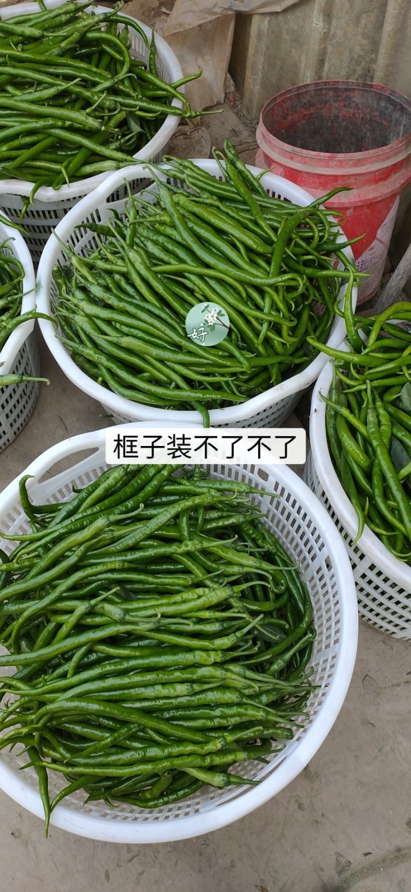 线椒精品精品最长50公分