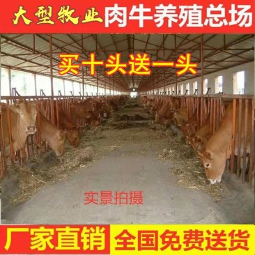安格利斯牛犊品种优良品质保障免费运输提供技术