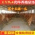 安格利斯牛犊品种优良品质保障免费运输提供技术