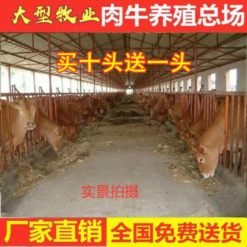 安格利斯牛犊品种优良品质保障免费运输提供技术