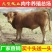 安格利斯牛犊品种优良品质保障免费运输提供技术