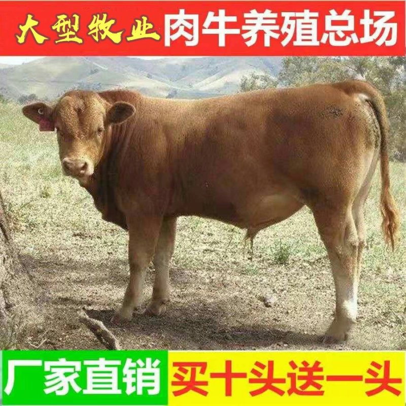 安格利斯牛犊品种优良品质保障免费运输提供技术