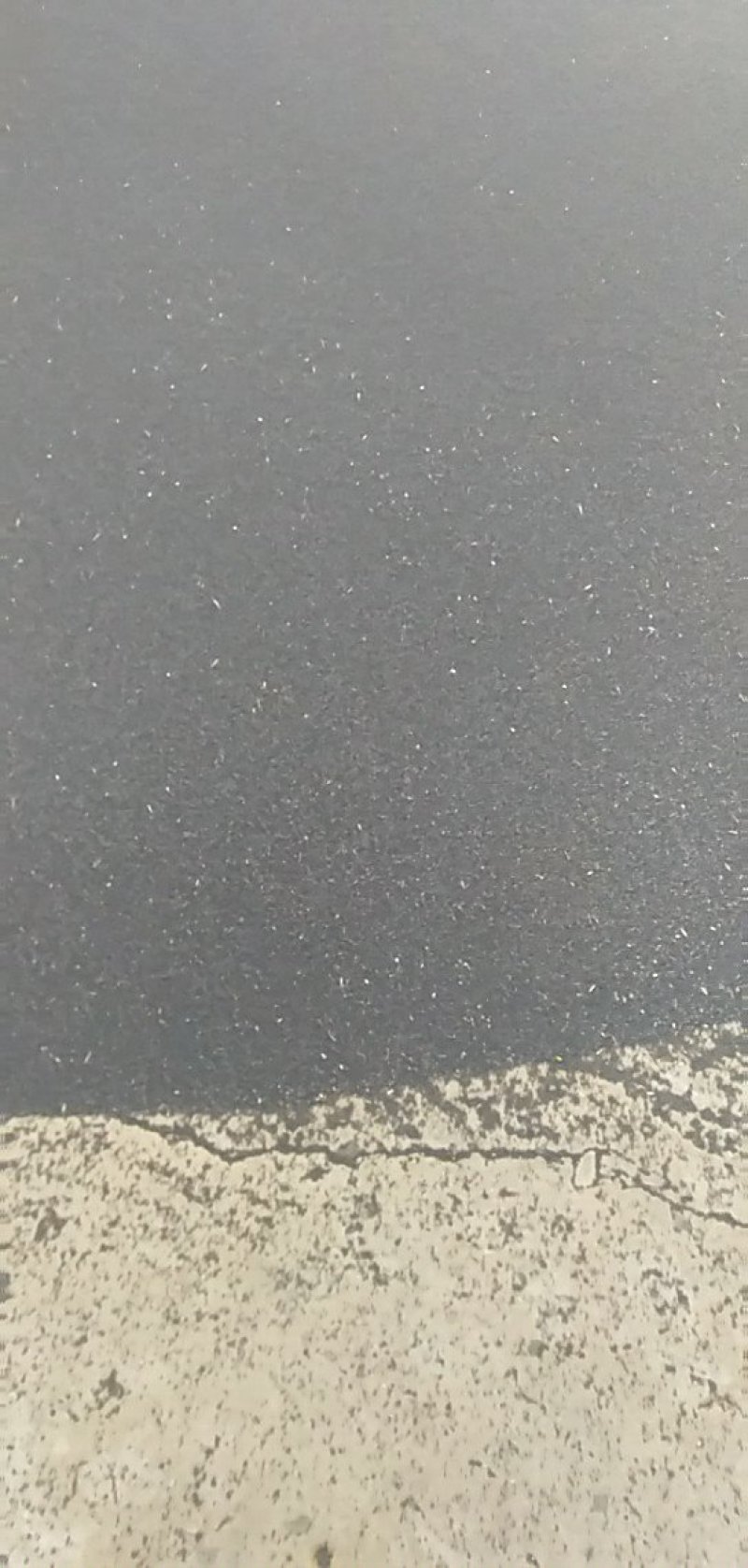 纯净湖北江汉平原非转基因优质油菜籽