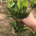 新品种媛红碰柑苗红肉柑橘苗当年结果南方种植苗
