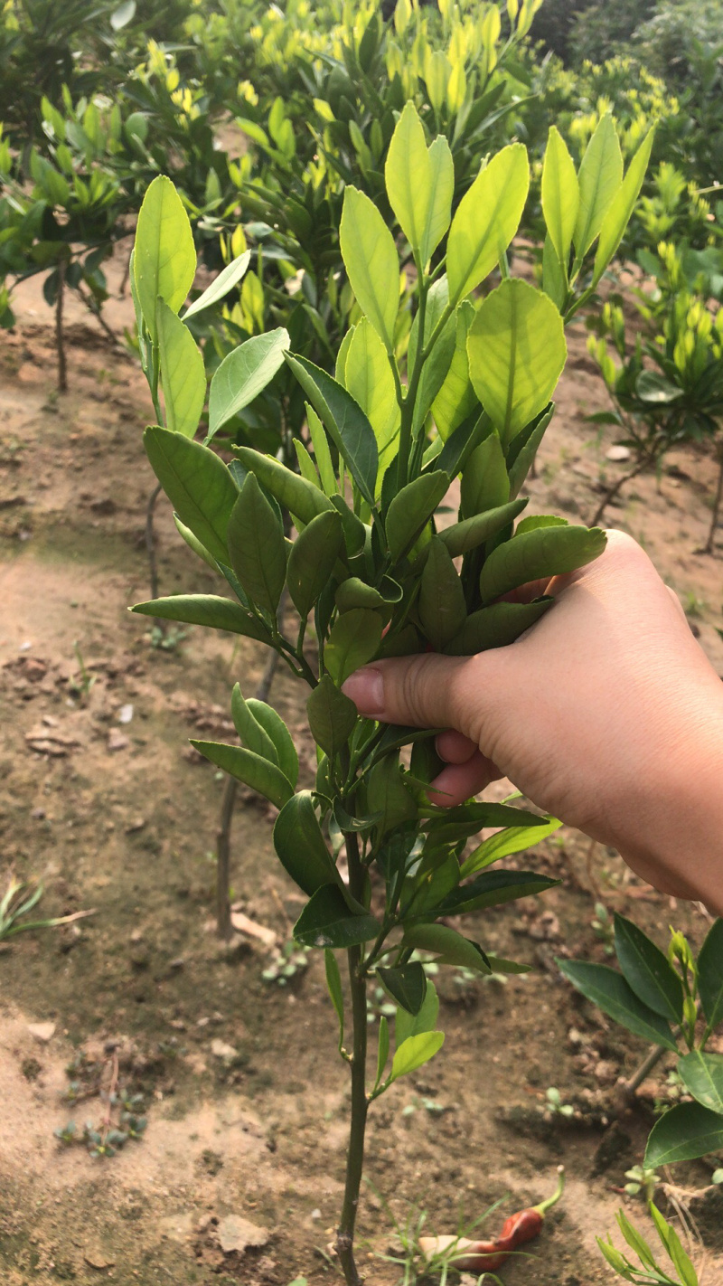新品种媛红碰柑苗红肉柑橘苗当年结果南方种植苗