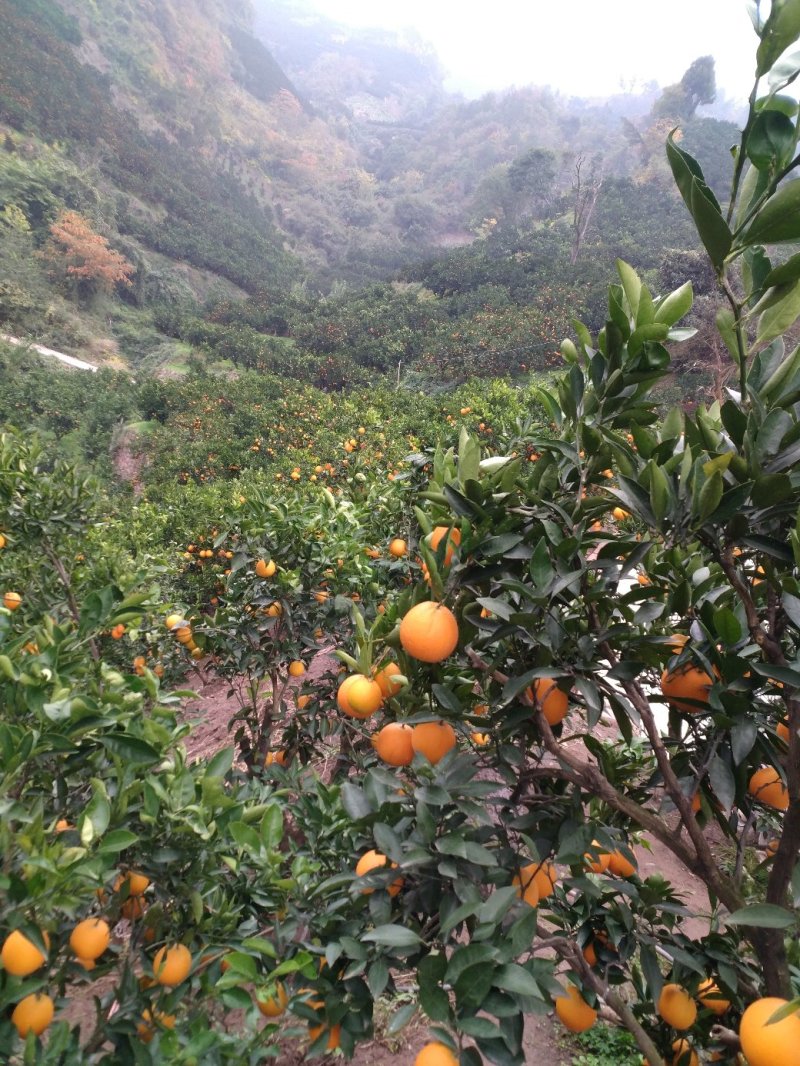 湖北宜昌秭归橙子品种多产地直销无差价个大皮薄颜色红