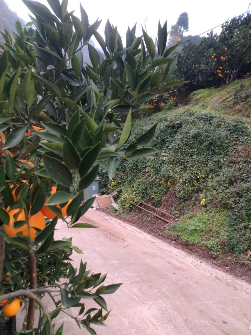 湖北宜昌秭归橙子品种多产地直销无差价个大皮薄颜色红