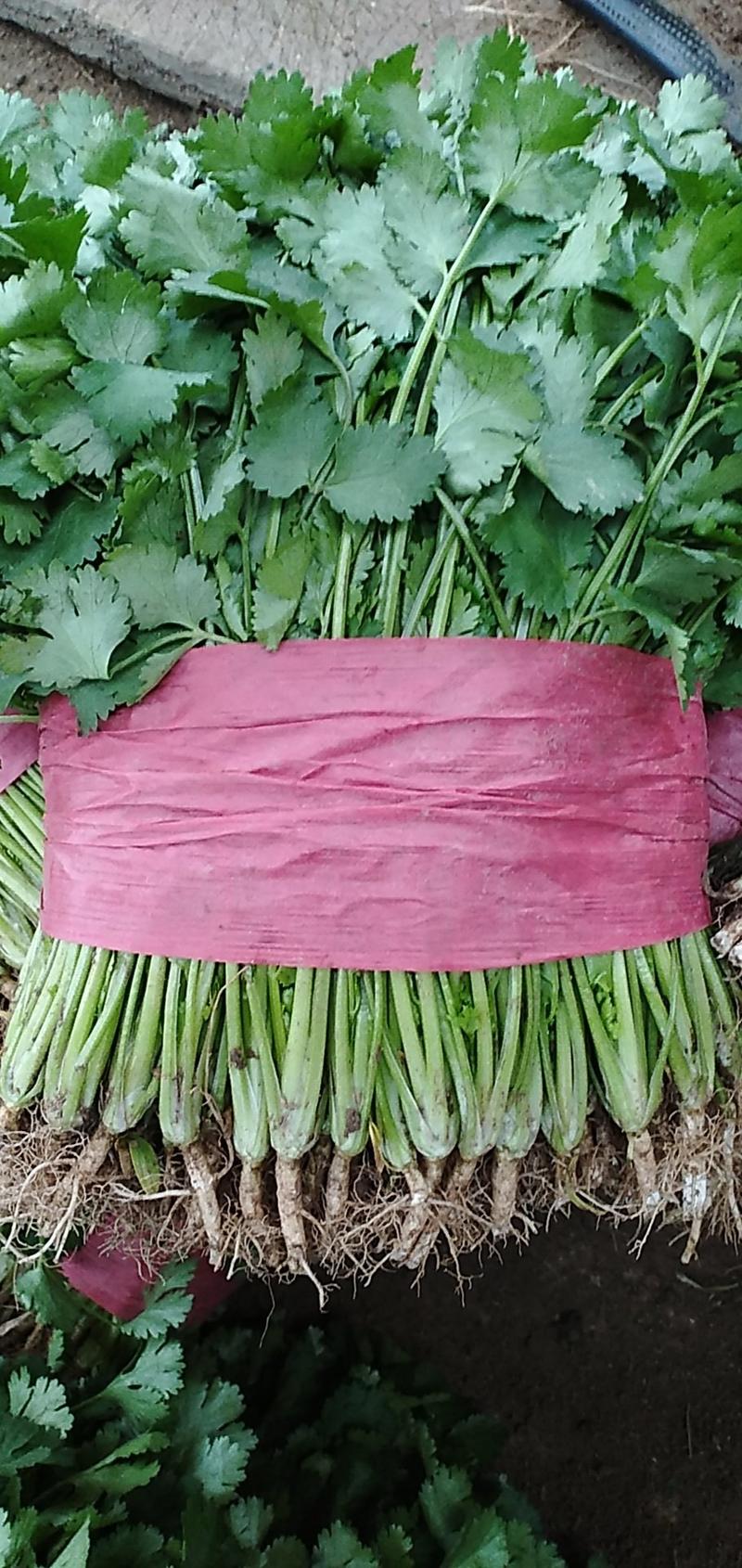 山东香菜精品大叶香菜20~25厘米以上量大从优