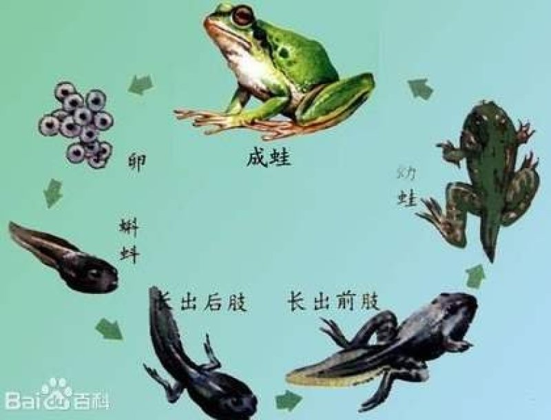 青蛙，黑斑蛙。虎纹蛙。蝌蚪。青蛙卵。种蛙