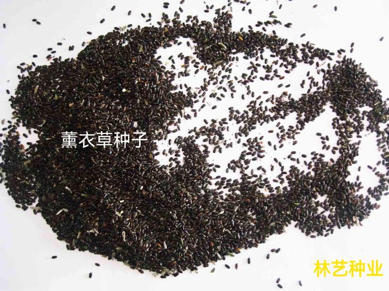 薰衣草种子花籽见土就活的花四季室外多年生花种观赏