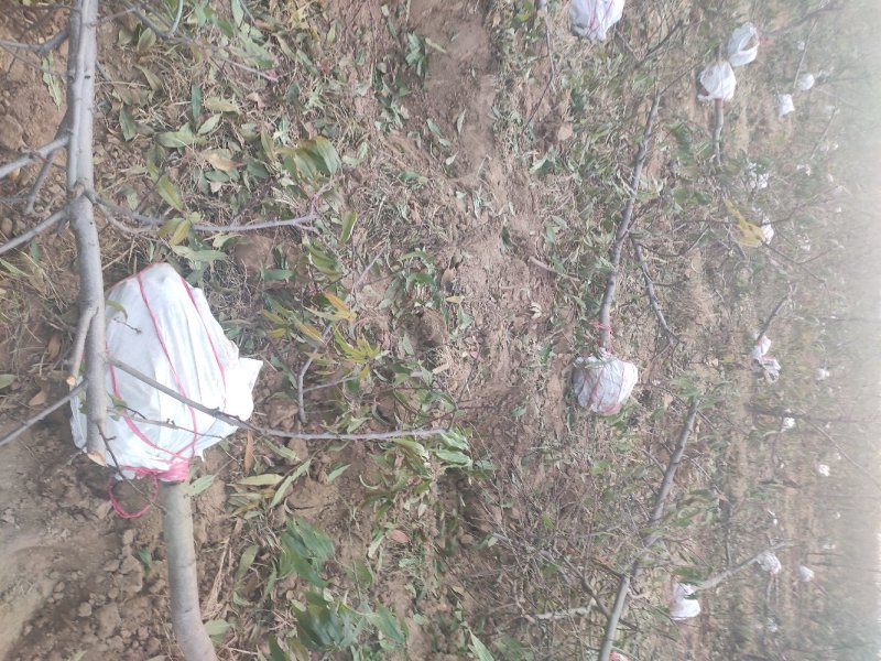 苹果树，占地苹果树，承接占地工程。供应各种果树。