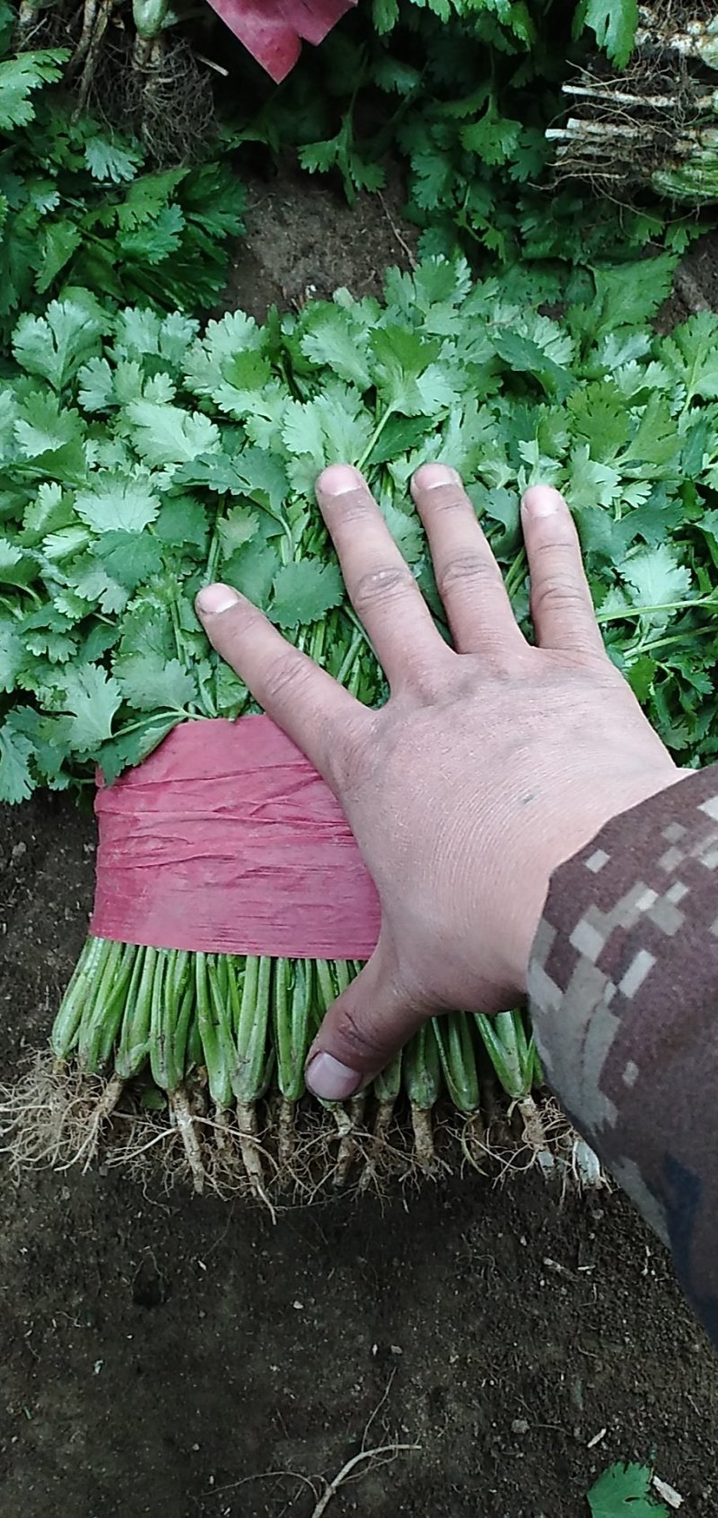 【精品】大叶香菜，优质蔬菜，泰安市蔬菜主产地，优质供应