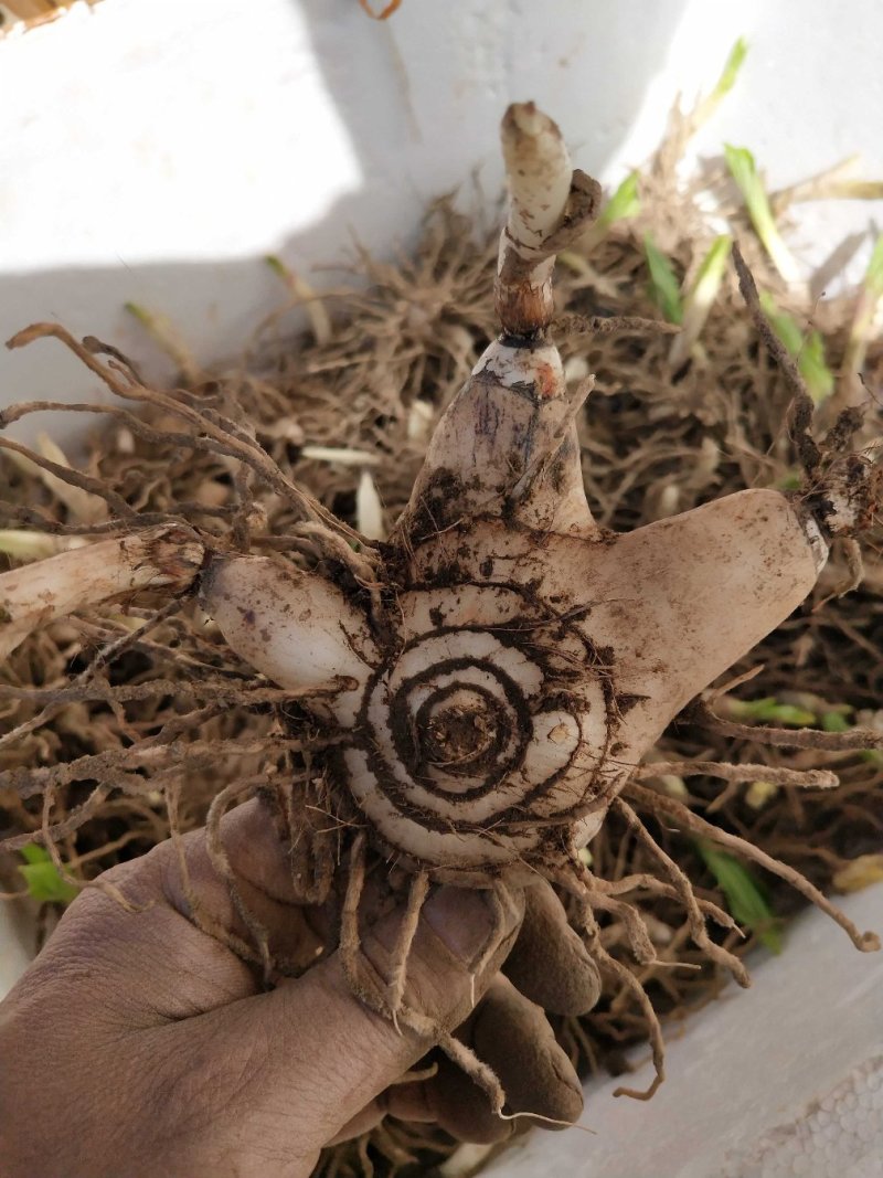 紫花，三叉白芨，块茎种子带牙头，去须根商品货都有。